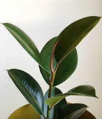 [Ficus Gomero 1107-99] Planta Ficus Gomero 140cm Grass grande