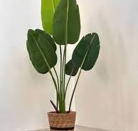 [Strelitzia 40725-99] Planta Strelitzia 150cm Grass